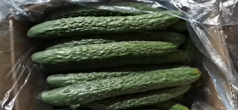 带刺的黄瓜，生吃的青瓜