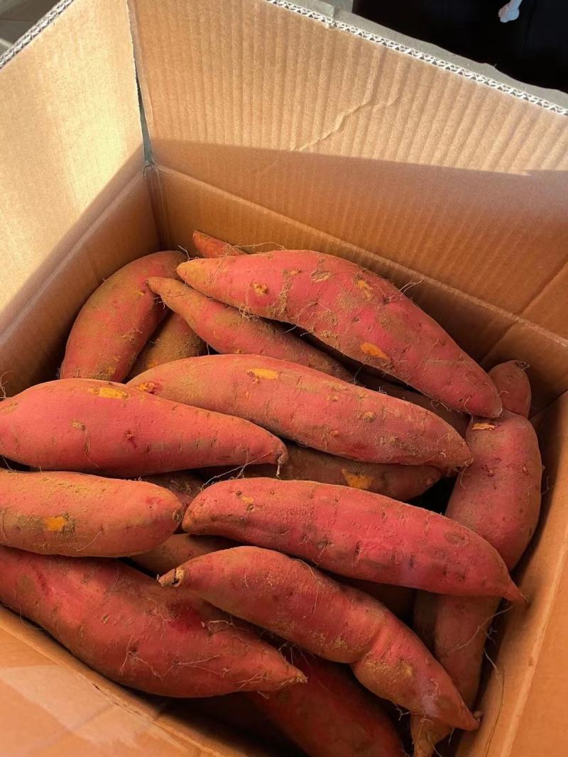 烟薯25烤红薯材料规格齐全按需加工货源充足