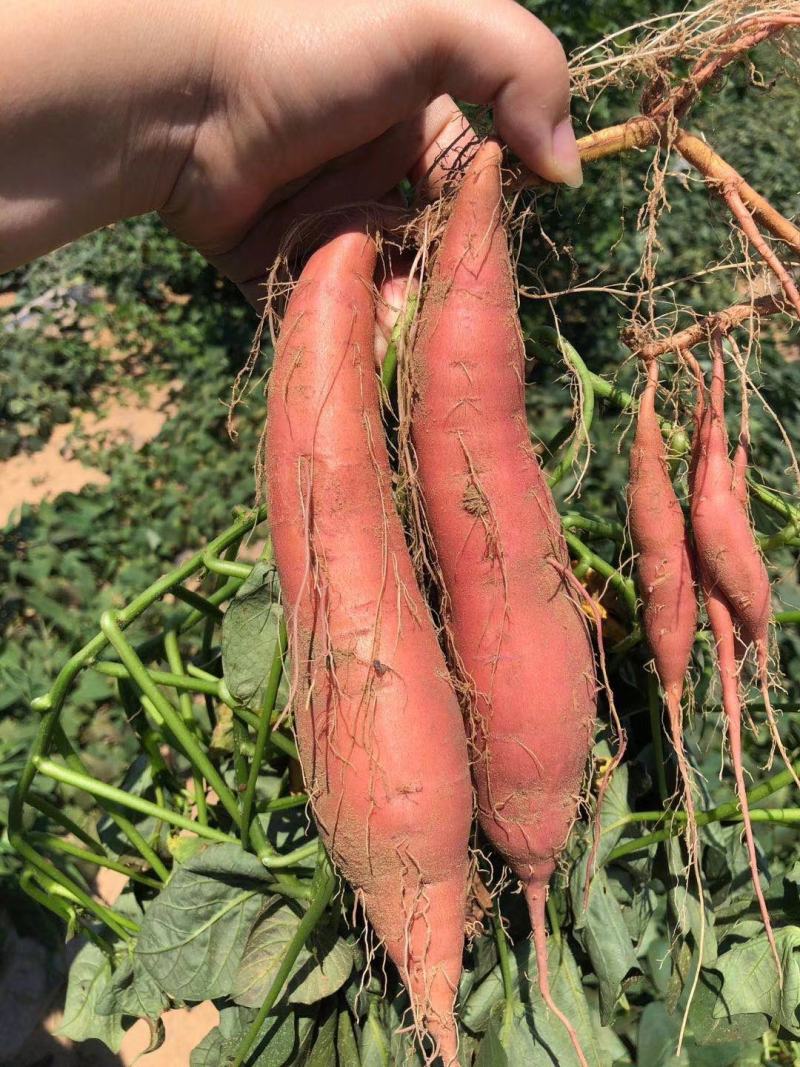 烟薯25烤红薯材料规格齐全按需加工货源充足