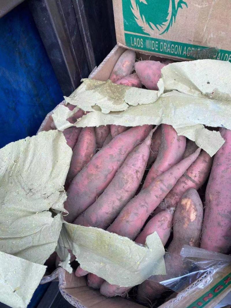 烟薯25烤红薯材料规格齐全按需加工货源充足