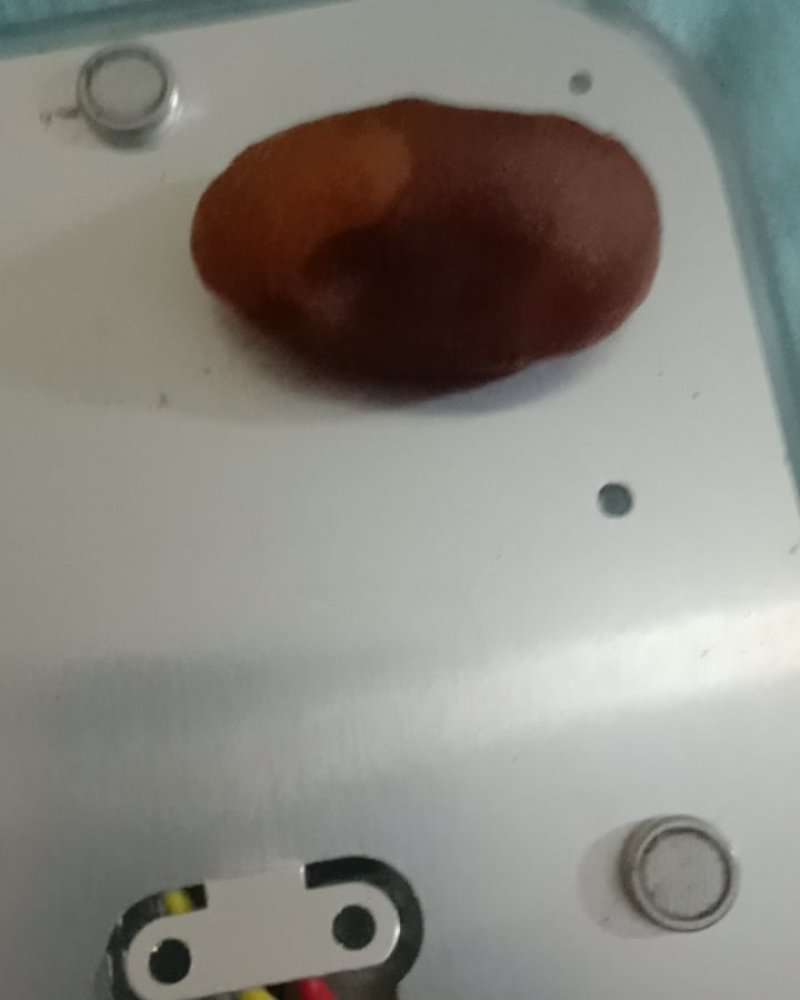 鸡宝