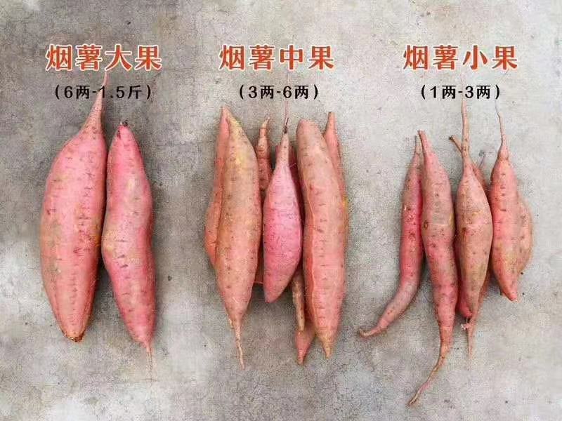 烟薯25蜜薯烤红薯专用河北雄县红薯产地直发