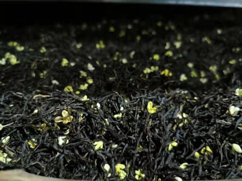 2025一级桂花祁红红茶土种金桂银桂窨制