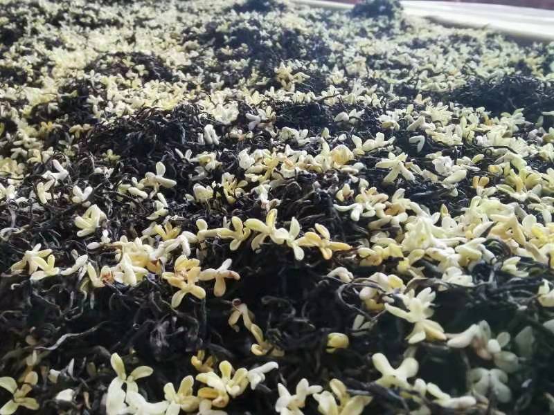 2025一级桂花祁红红茶土种金桂银桂窨制