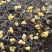 2025一级桂花祁红红茶土种金桂银桂窨制