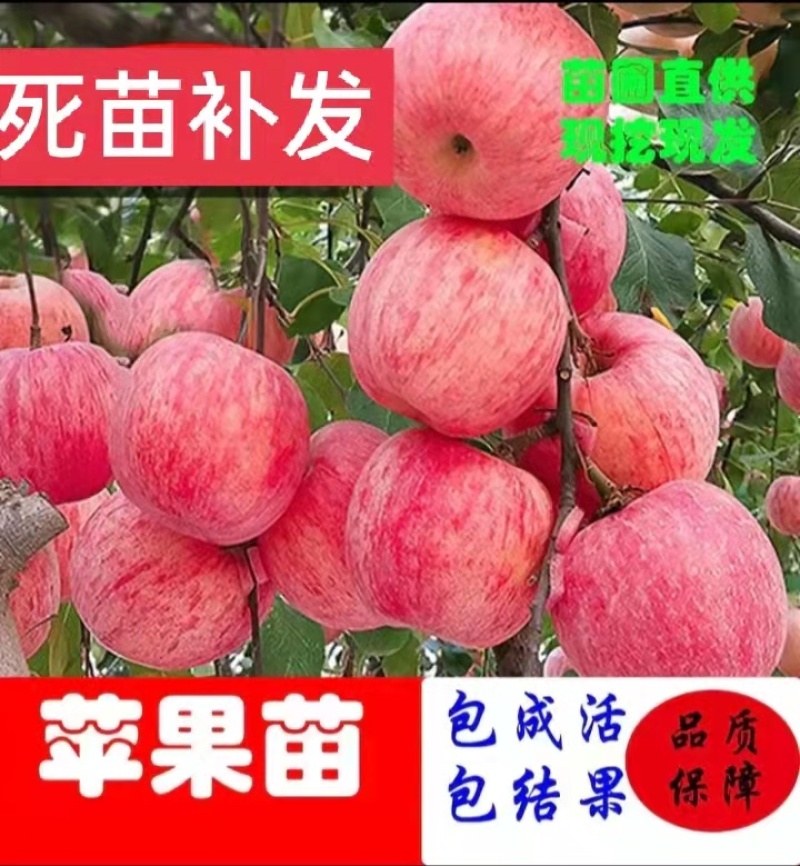 苹果树鲁丽苹果华硕苹果烟富苹果苗中秋王美八，