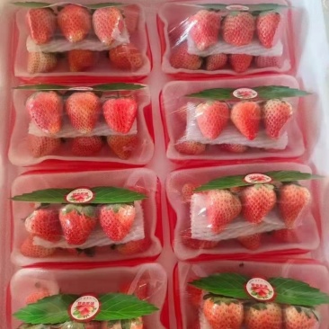 妙香奶油草莓代发全国