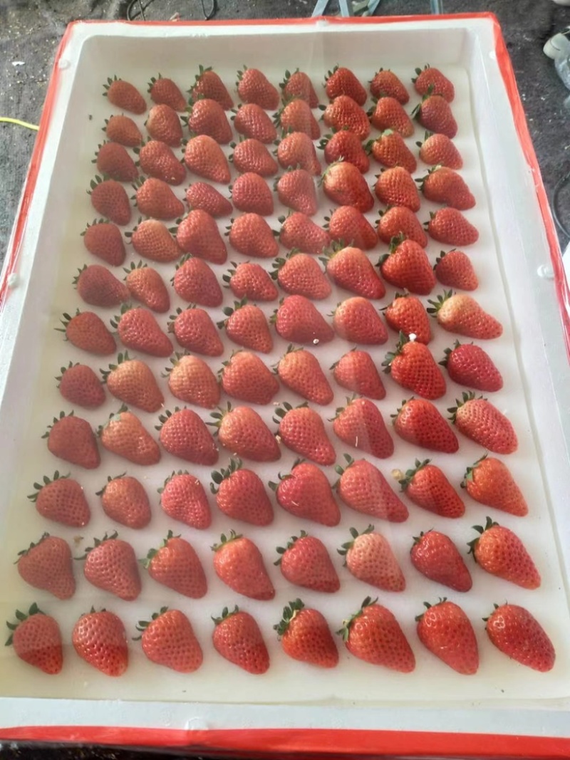 妙香奶油草莓代发全国