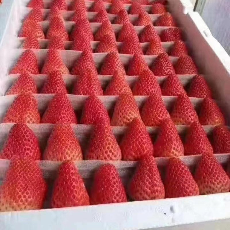 妙香奶油草莓代发全国