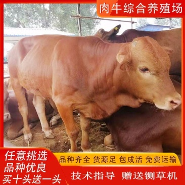 小黄牛改良黄牛精品肉牛犊批发全国包运