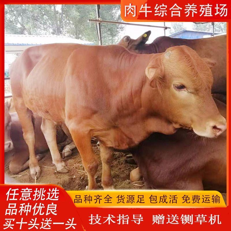 小黄牛改良黄牛精品肉牛犊批发全国包运