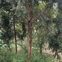 红豆杉，米径18公分