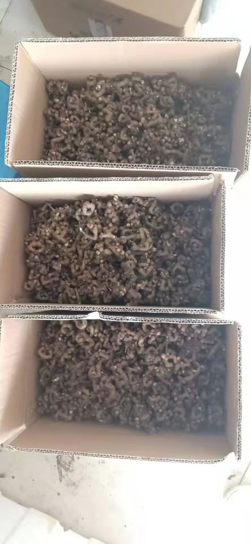 旬阳野生新鲜拐枣生吃拐枣万寿果凤爪梨金钩子枳椇子