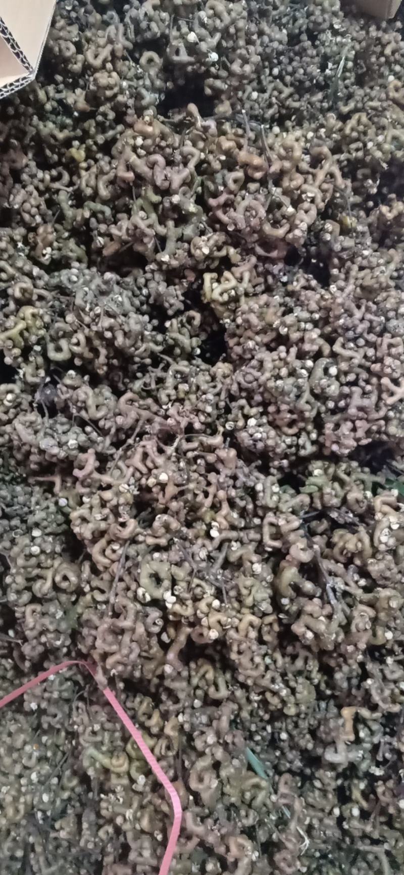 旬阳野生新鲜拐枣生吃拐枣万寿果凤爪梨金钩子枳椇子