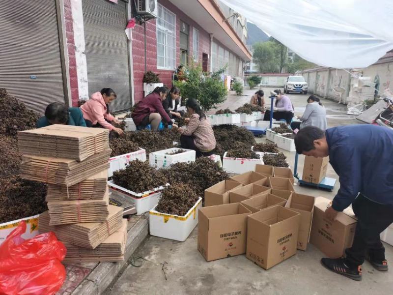 旬阳野生新鲜拐枣生吃拐枣万寿果凤爪梨金钩子枳椇子
