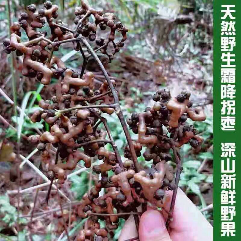 旬阳野生新鲜拐枣生吃拐枣万寿果凤爪梨金钩子枳椇子