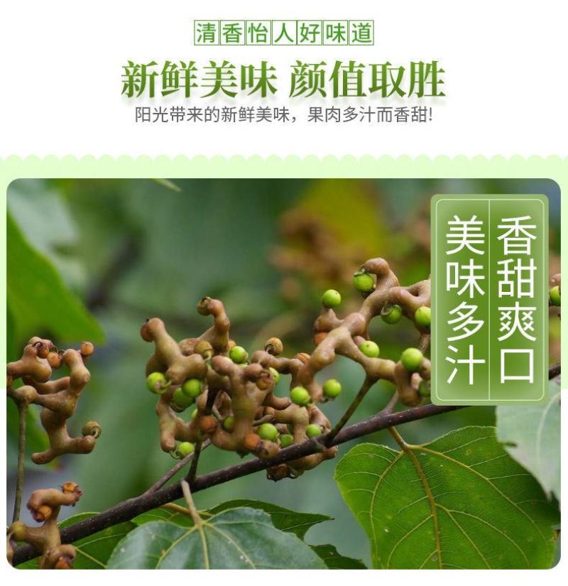 旬阳野生新鲜拐枣生吃拐枣万寿果凤爪梨金钩子枳椇子