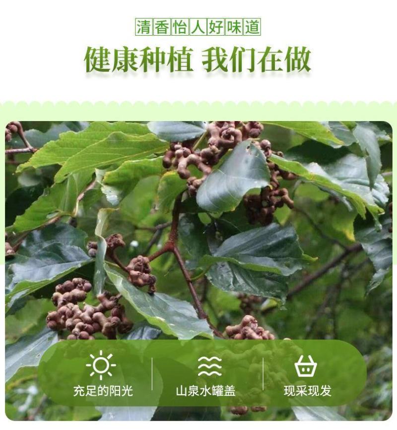 旬阳野生新鲜拐枣生吃拐枣万寿果凤爪梨金钩子枳椇子