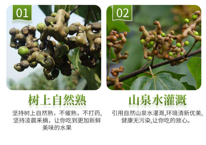 旬阳野生新鲜拐枣生吃拐枣万寿果凤爪梨金钩子枳椇子