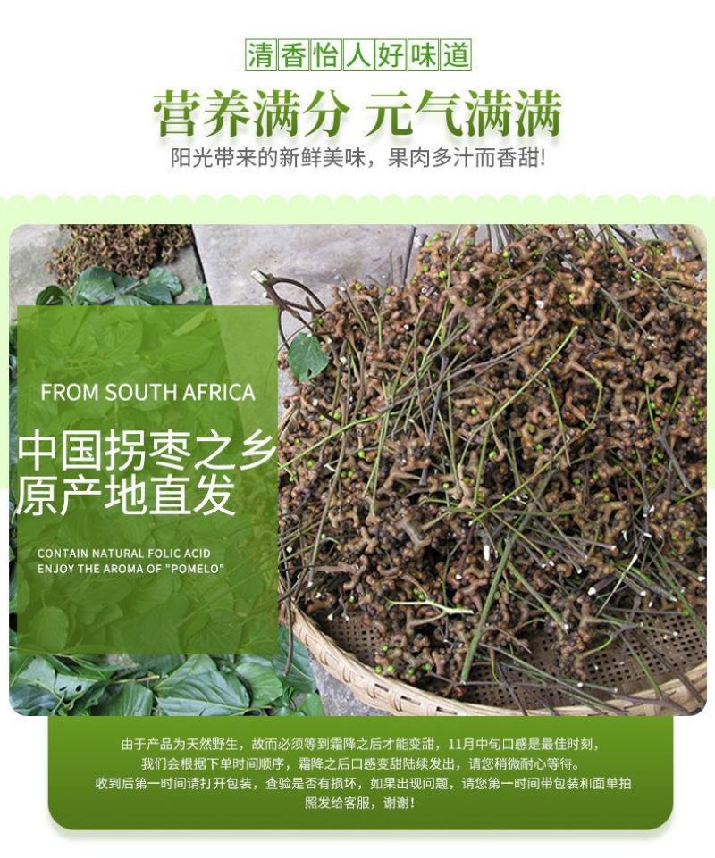 旬阳野生新鲜拐枣生吃拐枣万寿果凤爪梨金钩子枳椇子