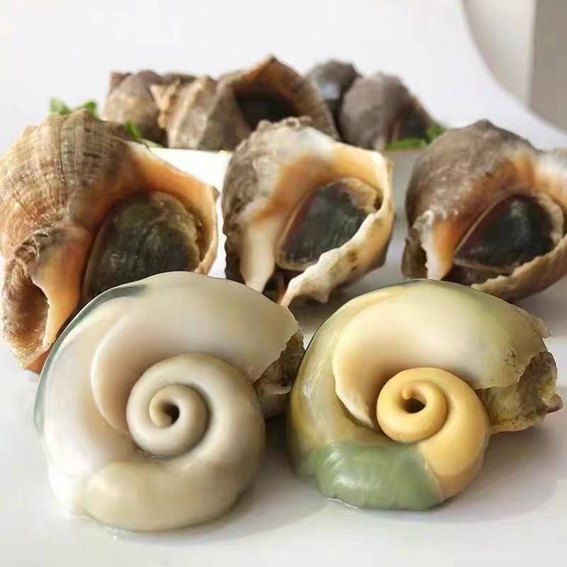 鲜活海螺，回去清蒸，味道鲜美，常年批发零售，供应饭店