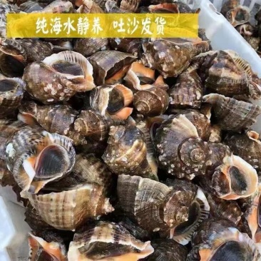 鲜活海螺，回去清蒸，味道鲜美，常年批发零售，供应饭店