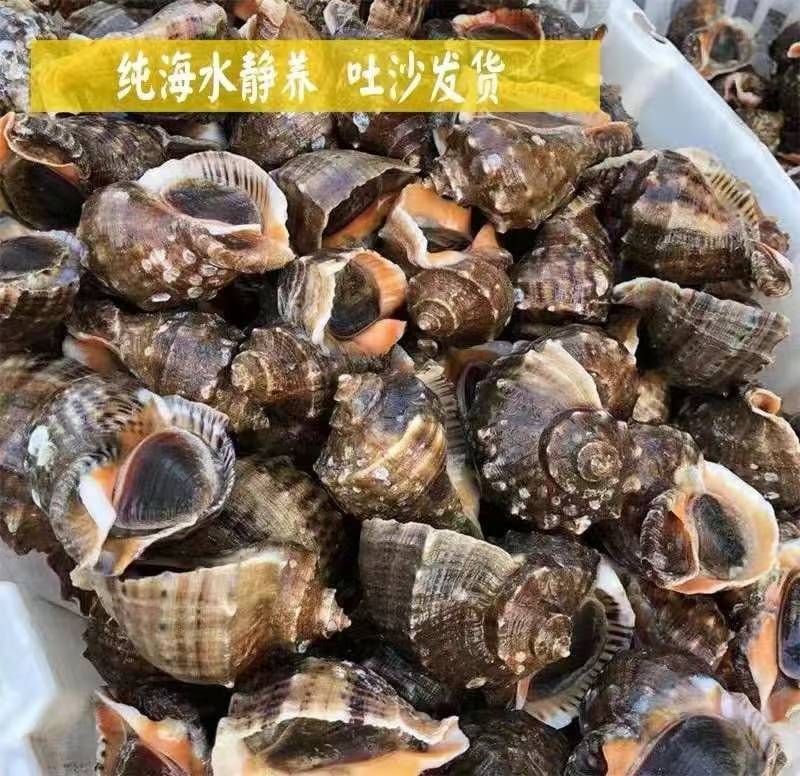 鲜活海螺，回去清蒸，味道鲜美，常年批发零售，供应饭店