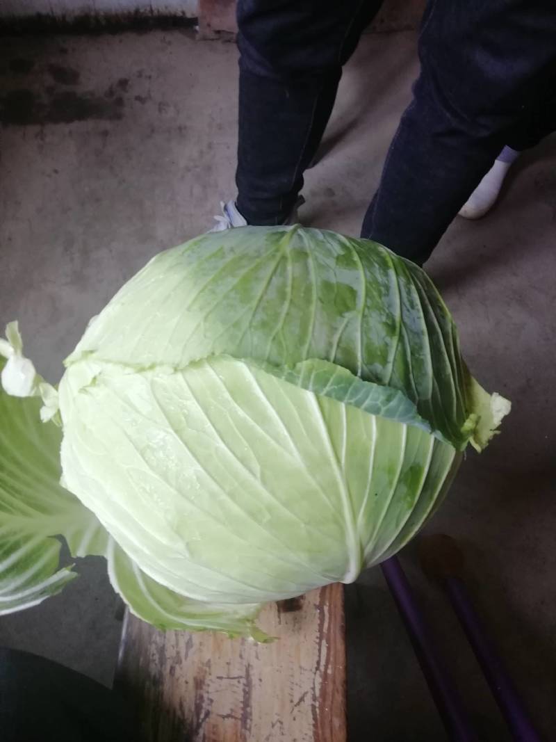 湖北精品包菜平包大量上市基地供应产地直发欢迎光临