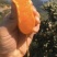 正宗象山红美人，桔中山海间，味道自然甜。
