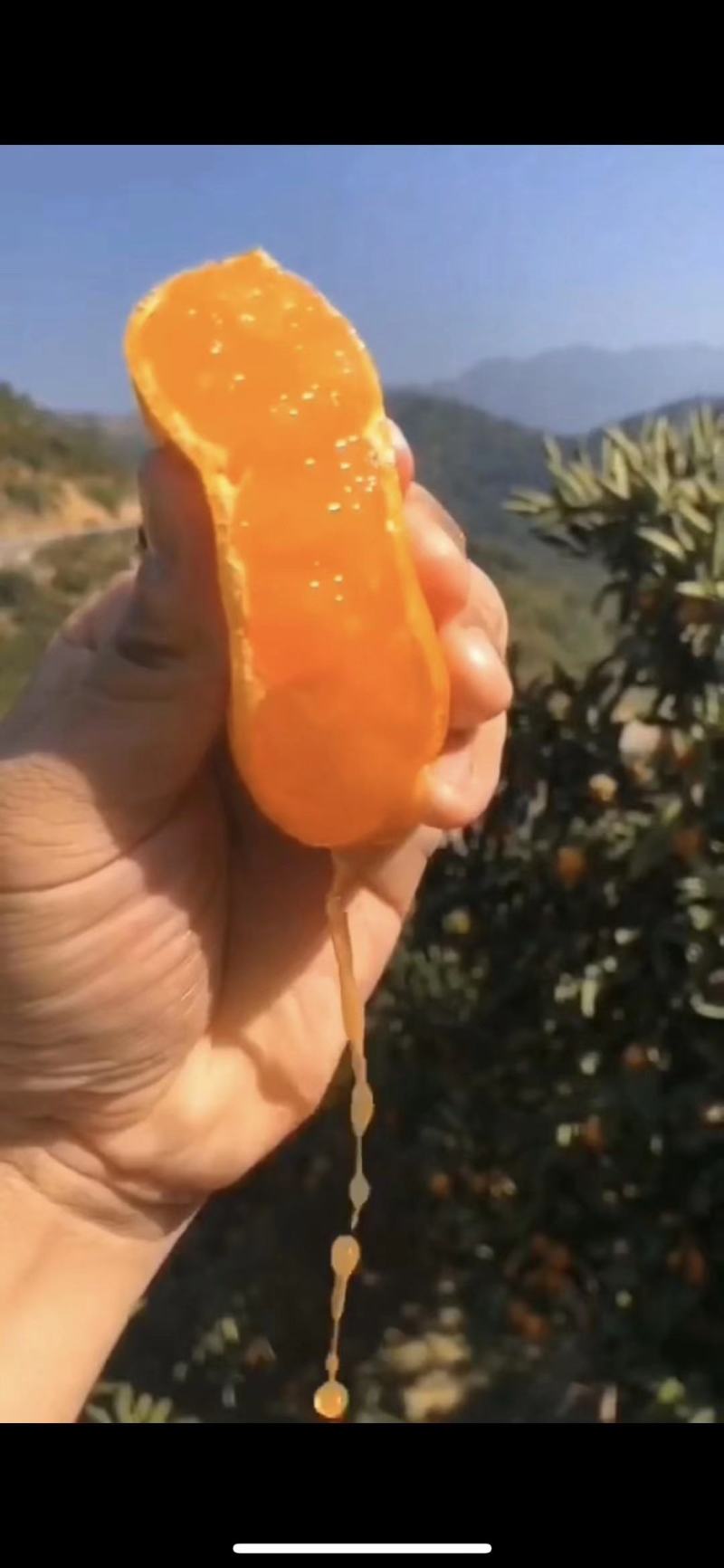 正宗象山红美人，桔中山海间，味道自然甜。