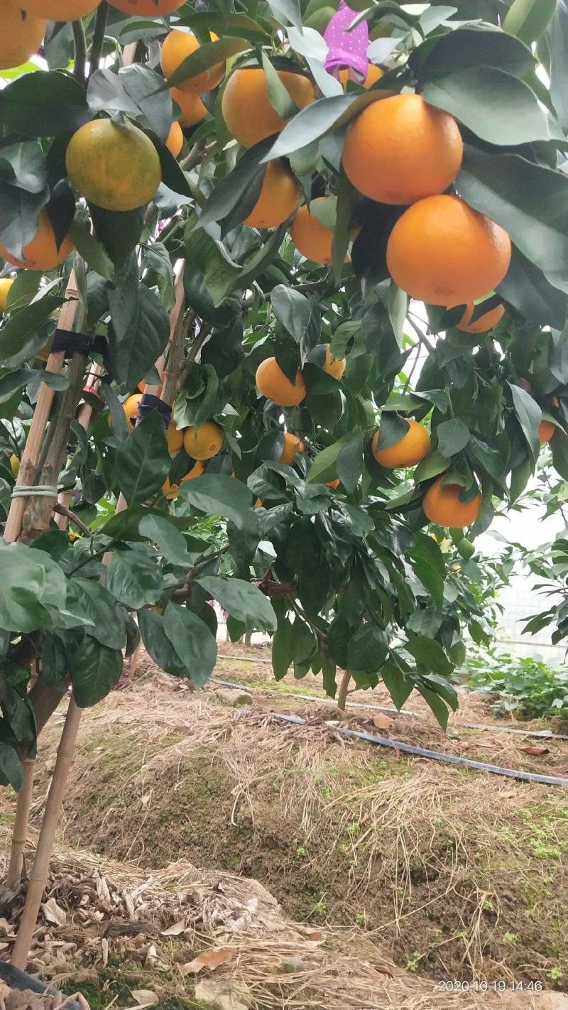 正宗象山红美人，桔中山海间，味道自然甜。