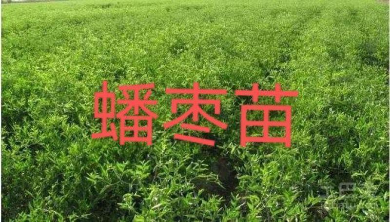 正宗蟠枣苗新地育苗，手工拔草。根系发达，品种纯正