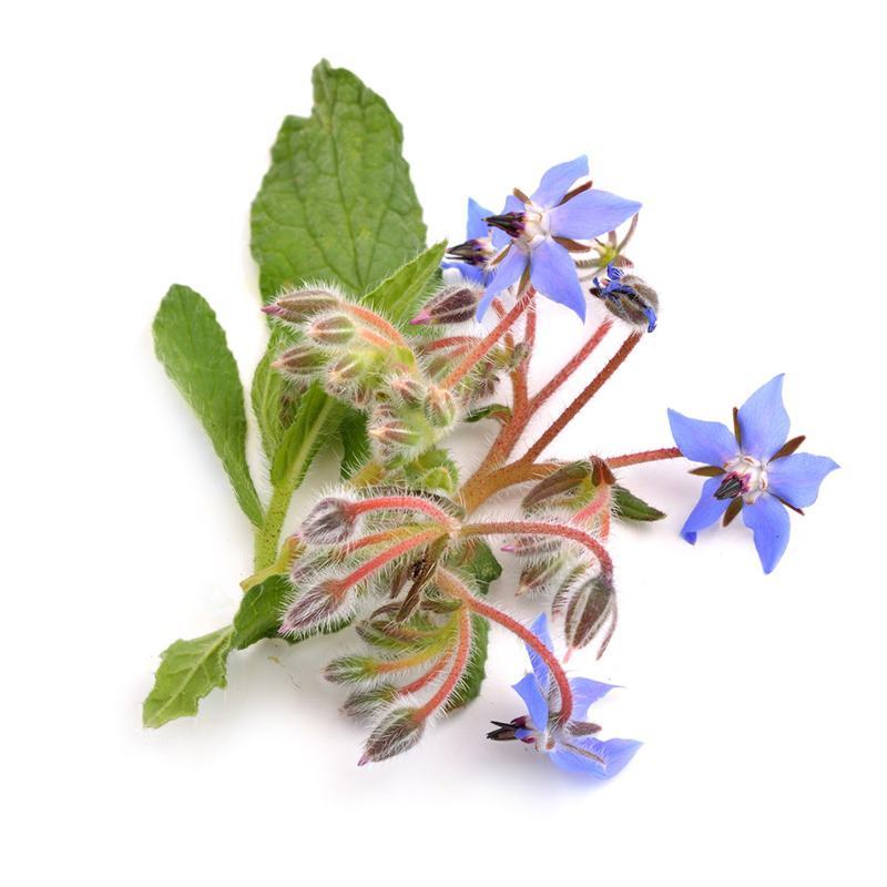 琉璃苣种子星星花香草种子芳香植物蜜源植物花种子