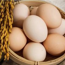 （）乳酸菌富硒鸡蛋，权威机构检查，比土鸡蛋营养更丰富