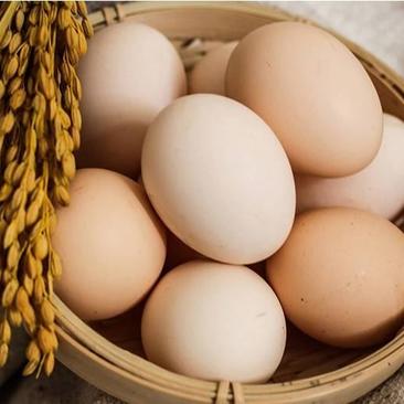 （包邮）乳酸菌富硒鸡蛋，权威机构检查，比土鸡蛋营养更丰富