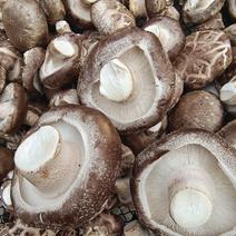 香菇，新鲜的鲜菇，干香菇，需要干的发干的，需要鲜菇发鲜菇