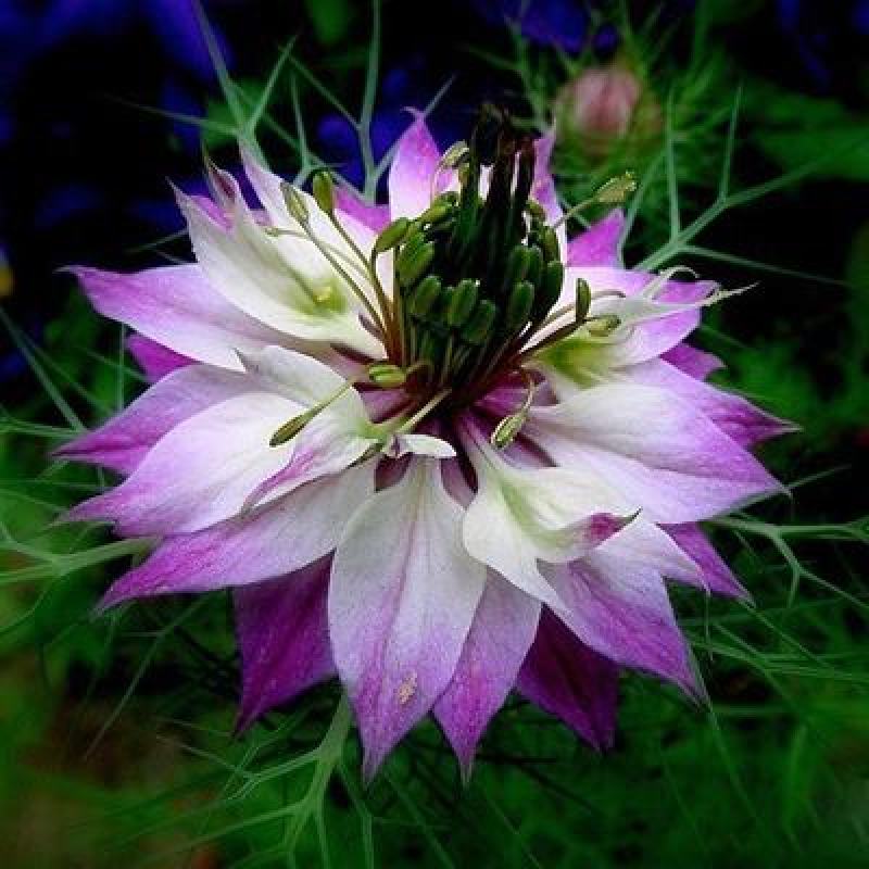 黑种草种籽波斯宝石花种子花四季开花易种庭院七彩花卉种子