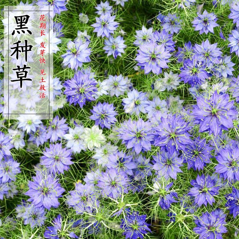 黑种草种籽波斯宝石花种子花四季开花易种庭院七彩花卉种子