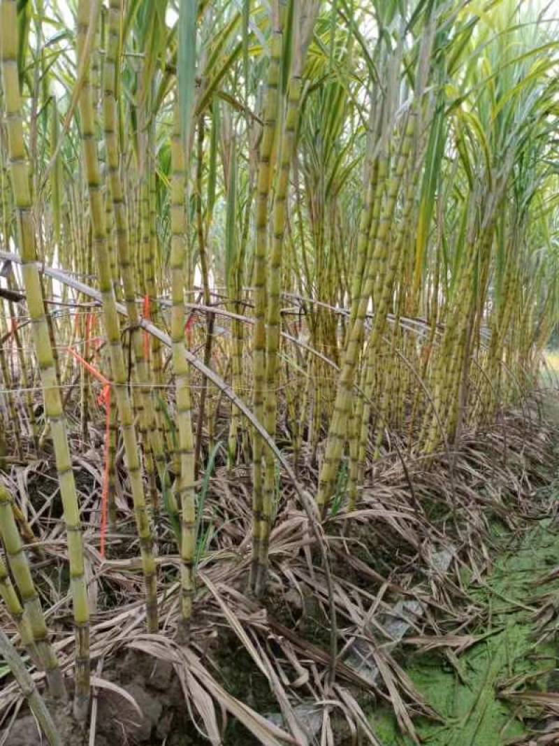 精品黄皮甘蔗的产地现砍现发货源充足漂亮欢迎联系
