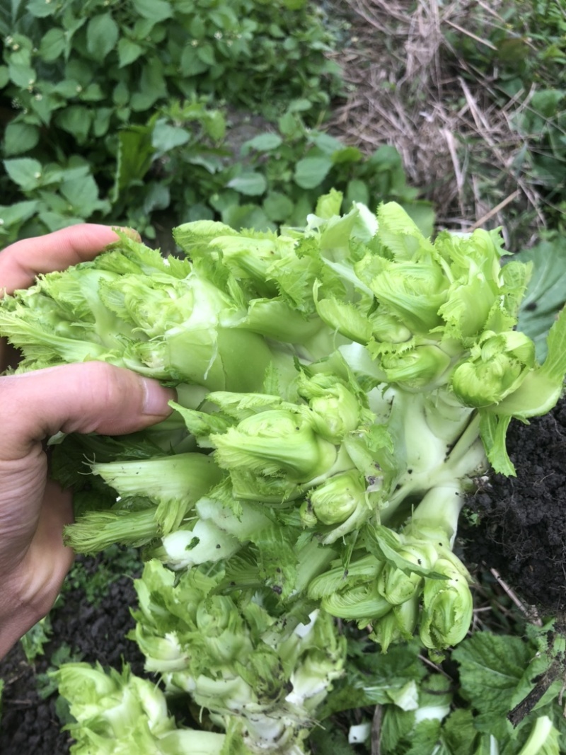 儿菜、基地大量上市供应