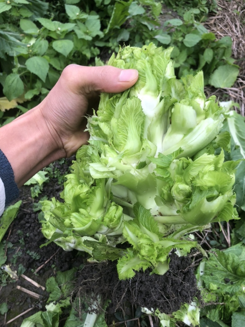 儿菜、基地大量上市供应
