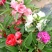 凤仙花种子重瓣茶花阳台盆栽四季易种花草指甲花卉种子