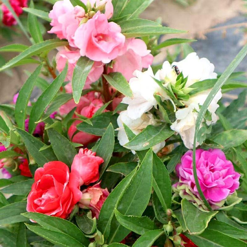 凤仙花种子重瓣茶花阳台盆栽四季易种花草指甲花卉种子