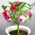 凤仙花种子重瓣茶花阳台盆栽四季易种花草指甲花卉种子