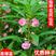 凤仙花种子重瓣茶花阳台盆栽四季易种花草指甲花卉种子