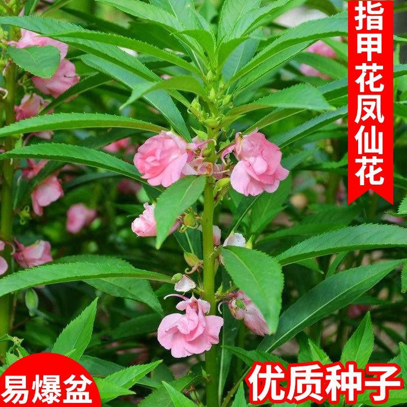 凤仙花种子重瓣茶花阳台盆栽四季易种花草指甲花卉种子