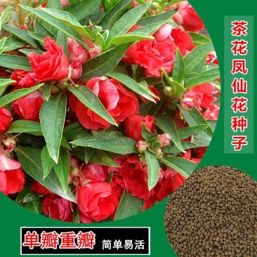 凤仙花种子重瓣茶花阳台盆栽四季易种花草指甲花卉种子