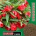 凤仙花种子重瓣茶花阳台盆栽四季易种花草指甲花卉种子