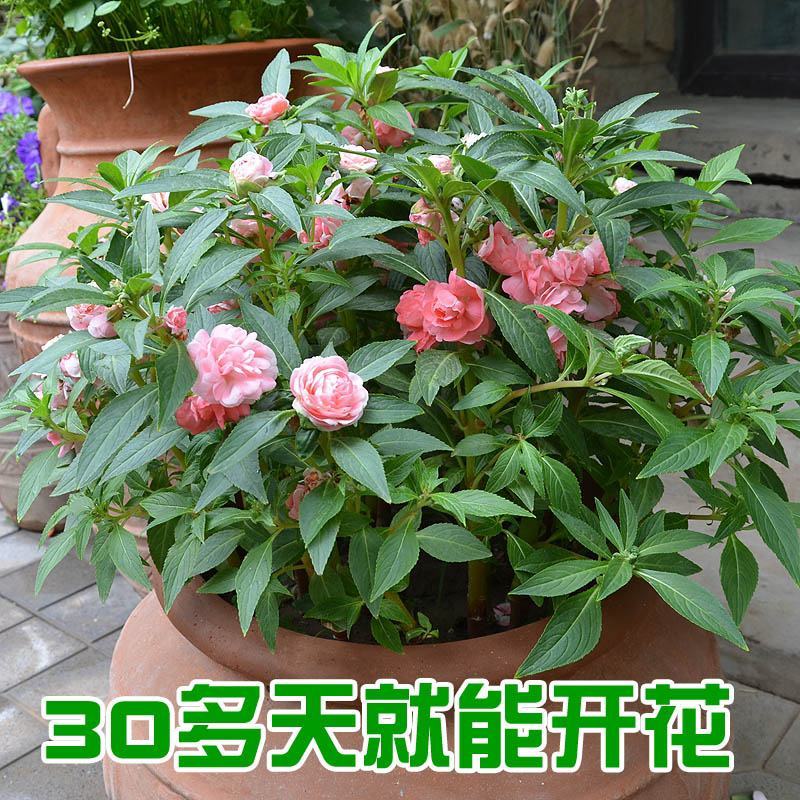 凤仙花种子重瓣茶花阳台盆栽四季易种花草指甲花卉种子