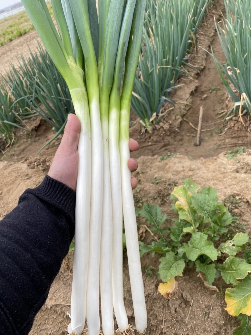 铁杆大葱，质量优质，做工精细，需要的联系